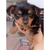 Yorkie Hembra Mini Dos Meses Vacunada Que No Te La Ganen 