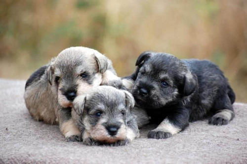 Cachorro Schnauzer Mini. Estancia La Nicola 10