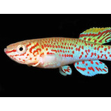 Killifish Gardineri (casal)