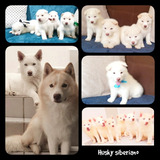 Husky Siberiano Cachorros Blancos Hembra Ultima Disponible 