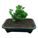 Bonsai Tuia Nana / Nana Gracilis - Mudas Já Plantadas