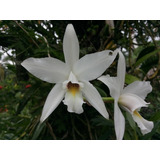 Orquidea Laelia Anceps Alba 