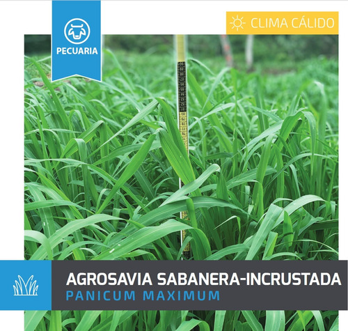 Semilla Forrajes Pastos Panicum Sabanera Clima Calido 25 Kg