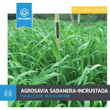 Semilla Forrajes Pastos Panicum Sabanera Clima Calido 10 Kg