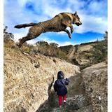 Perro Lobo Checoslovaco, Criadero Aullído Patagónico