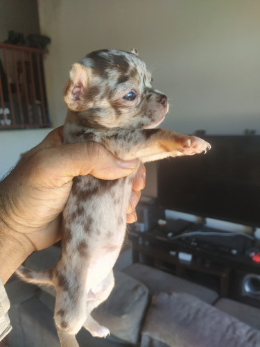Chihuahua De Bolso 