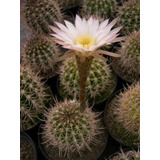 Semillas De Cactus Echinopsis Leucantha Colección Rara