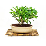 Bonsai Planta Ficus Retusa Maceta Cerámica Esmaltada N4