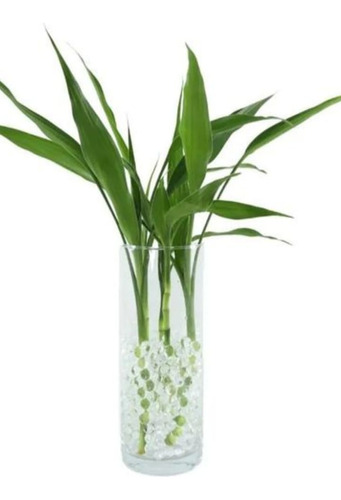 Vaso Decorativo Bambu Da Sorte Planta Natural Arranjo