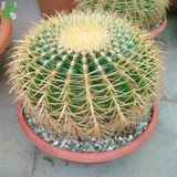 Semillas Cactus - Echinocactus Grusonii