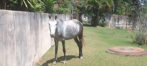 Egua Mestiça Mangalarga Marchador 5 Anos Com Sela Cortesia 