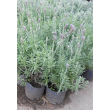 Lavanda Planta Exterior Envase 3 Litros - Envios