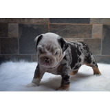 Cachorros Bulldog Ingles Merle En Venta Barranquilla