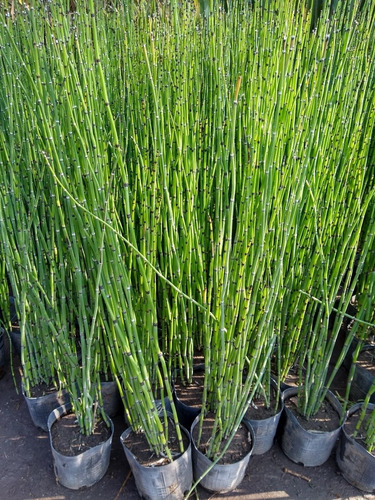 Promo Pack 4 Equisetum Fluviatile - Cola De Caballo - M 3 Lt