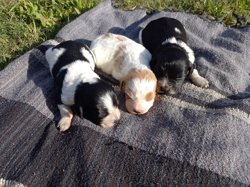 Cachorros Bretones Español 