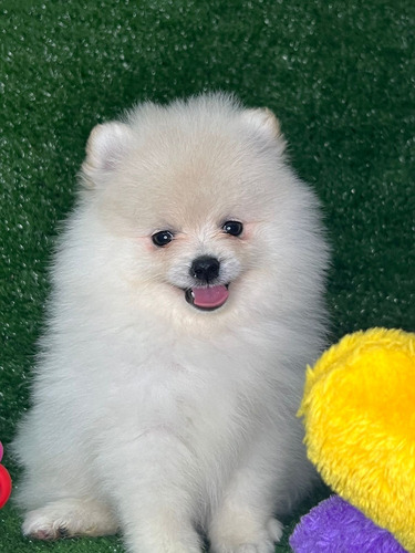 Spitz Alemão / Lulu Da Pomerania Anão Ursinho