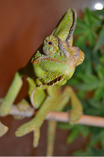 Vinilo Decorativo 20x30cm Camaleon Reptil Iguana Animal M1