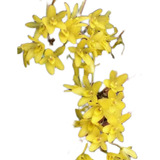 Octomeria Juncifolia - Orquídea - Minis E Micro Orquídeas!