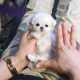 Cachorros Bichón Maltés Tacita De Te 