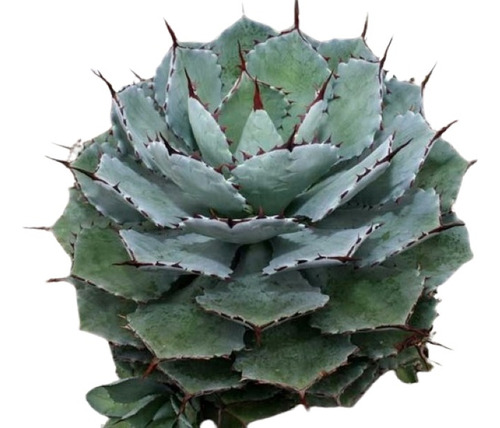 Agave Tobala ( Cactus ) Agave Potatorum 10 A 15cm