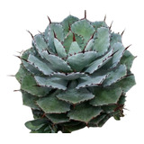 Agave Tobala ( Cactus ) Agave Potatorum 10 A 15cm
