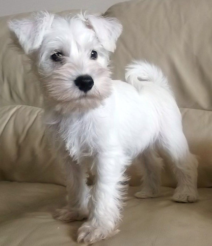 Schnauzer Miniatura Blanco Machos Libertad Lidia Sico