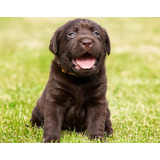 Cachorro Labrador Chocolate 03