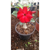 Adenium Obesum O Rosa Del Desierto