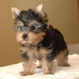 Filhote Yorkshire Terrier Mini