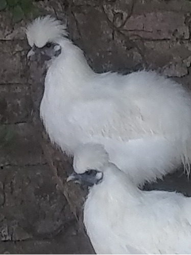 Gallinas Sedosos Del Japón