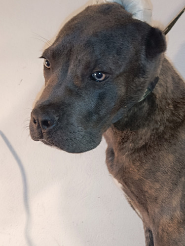 Cane Corso Cachorro Blue Blinder 4 Meses 