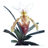 Orquídea Sapatinho Nova