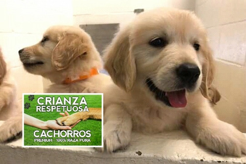 Cachorros Golden Retriever Aceptamos Todas Las Tarjetas