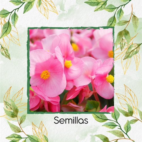 400 Semillas De Flor Begonias De Nácar+ Obsequio Germinación