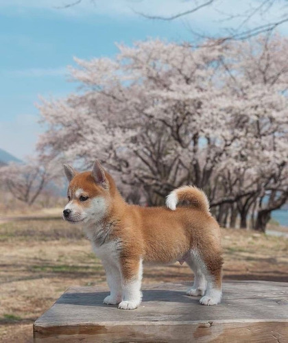 Filhotes Cão Raça Shiba Inu Macho E Femea