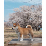 Filhotes Cão Raça Shiba Inu Macho E Femea