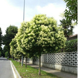 500 Semillas Ligustrum Lucidum Aligustre Siempre Verde 