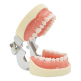 Modelo De Dientes Con 32 Dientes Desmontables