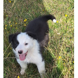 Cachorros Border Collie!pompones!! 