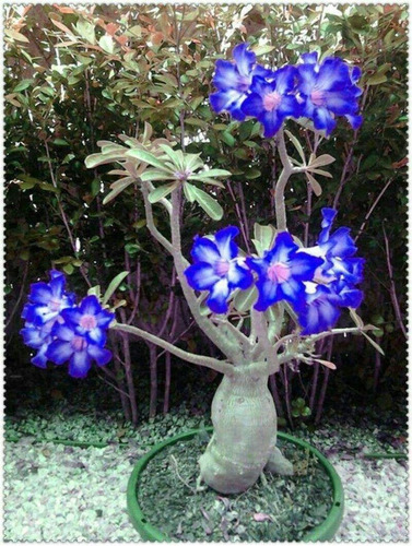 Rosa Do Deserto Flor Azul 20 Sementes