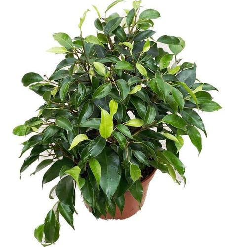 Ficus Benjamina S Planta Interior 
