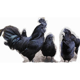 Franguinhos Ayam Cemani 12 Semanas.