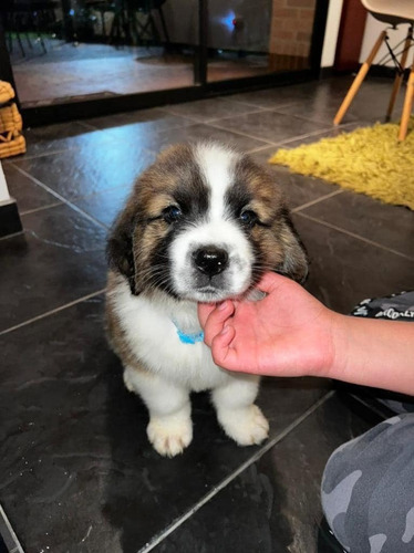 San Bernardo Cachorro Precio  Mascotas Rionegro Medellín