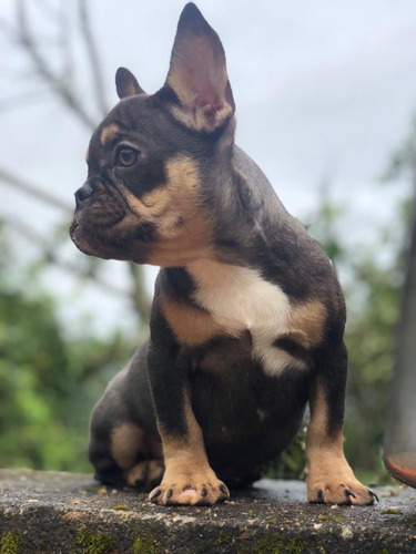 Cachorros Bulldog Francés Perros Barranquilla Santa Marta