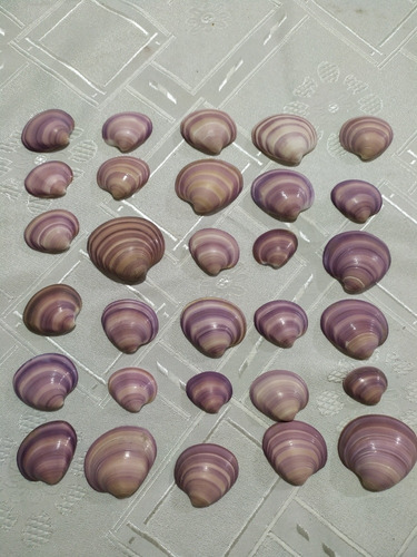 30 Almejas Purpura De La Costa Concha Marino Caracol Lote 1