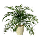 Kit 5 Arbusto 60 Cm Folhagem Artificial Palmeira Parece Real