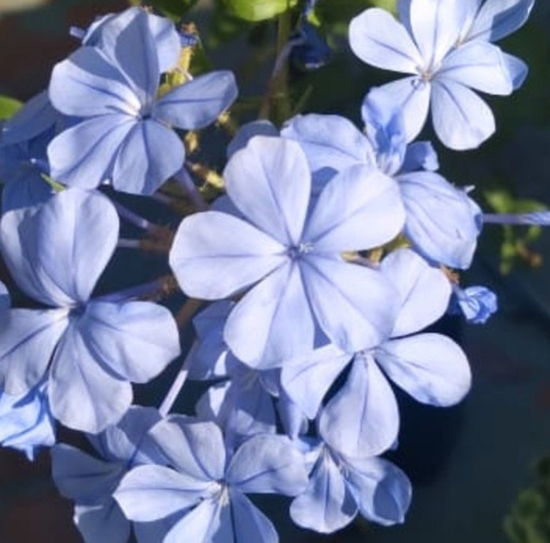 Planta Enredadera Jazmín Del Cielo Jazmin Celeste