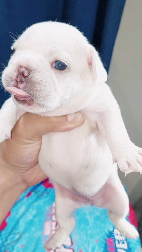 Bulldog  Frances Lilac Platinun