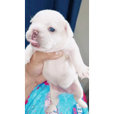 Bulldog  Frances Lilac Platinun