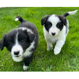 Hermosos Cachorritos Border Collie